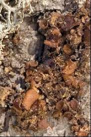 Attēlu rezultāti vaicājumam “Cetraria sepincola”