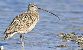 Image result for Numenius tenuirostris