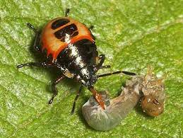 Attēlu rezultāti vaicājumam “Troilus luridus”