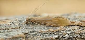 Attēlu rezultāti vaicājumam “Oecetis ochracea”