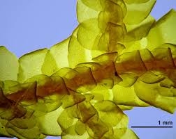 Attēlu rezultāti vaicājumam “Porella cordaeana”