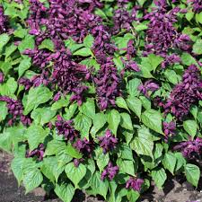 Image result for Salvia splendens