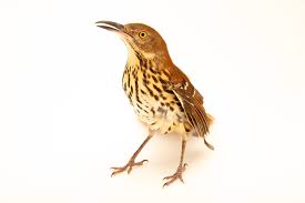 Image result for Toxostoma rufum