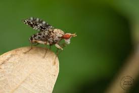 Attēlu rezultāti vaicājumam “Trypetoptera punctulata”