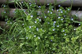 Attēlu rezultāti vaicājumam “Veronica persica leaf”