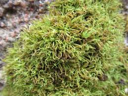 Attēlu rezultāti vaicājumam “Tortella tortuosa”