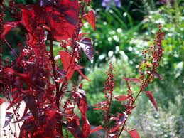 Image result for Atriplex hortensis