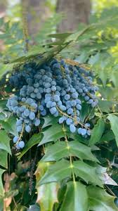 Attēlu rezultāti vaicājumam “Mahonia aquifolium fruit”