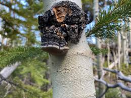 Attēlu rezultāti vaicājumam “Phellinus tremulae”