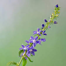 Image result for Campanula americana