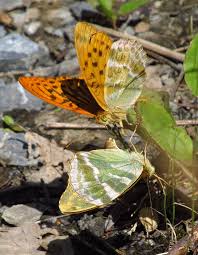 Attēlu rezultāti vaicājumam “Argynnis paphia underside”