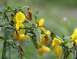 Image result for Cytisus scoparius