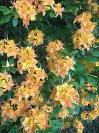 Attēlu rezultāti vaicājumam “Rhododendron calendulaceum flower”