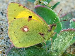 Attēlu rezultāti vaicājumam “Colias croceus”
