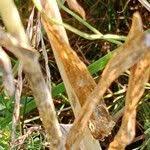 Attēlu rezultāti vaicājumam “Allium scorodoprasum leaf”