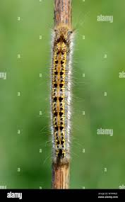 Attēlu rezultāti vaicājumam “Pieris brassicae larva”