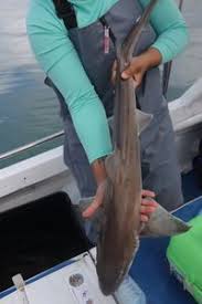 Image result for Mustelus palumbes