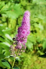 Attēlu rezultāti vaicājumam “Spiraea salicifolia flower”