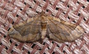 Attēlu rezultāti vaicājumam “Pelurga comitata”