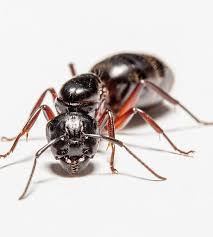 Attēlu rezultāti vaicājumam “Camponotus herculeanus”