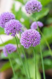 Attēlu rezultāti vaicājumam “Allium cepa flower”