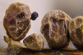 Attēlu rezultāti vaicājumam “Diderma subincarnatum spores”