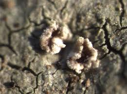 Attēlu rezultāti vaicājumam “Trapelia coarctata”