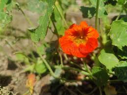 Attēlu rezultāti vaicājumam “Tropaeolum majus flower”