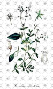 Attēlu rezultāti vaicājumam “Cerastium sylvaticum”