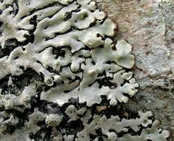 Attēlu rezultāti vaicājumam “Menegazzia terebrata”