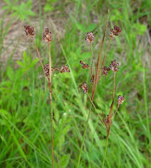 Attēlu rezultāti vaicājumam “Luzula multiflora fruit”