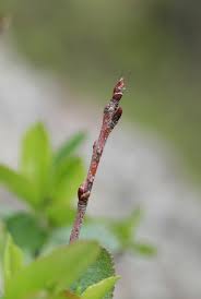 Attēlu rezultāti vaicājumam “Aronia melanocarpa”