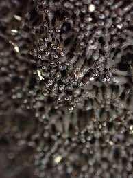 Attēlu rezultāti vaicājumam “Symphytocarpus flaccidus”