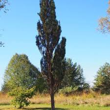 Attēlu rezultāti vaicājumam “Pinus sylvestris”
