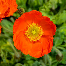 Image result for Papaver nudicaule