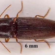 Attēlu rezultāti vaicājumam “Elateridae”