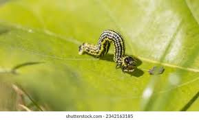 Attēlu rezultāti vaicājumam “Abraxas sylvata larva”