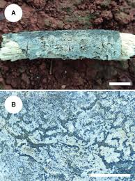 Attēlu rezultāti vaicājumam “Basidiodendron”