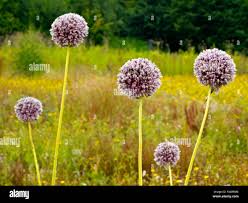 Attēlu rezultāti vaicājumam “Allium sativum”