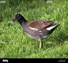 Attēlu rezultāti vaicājumam “Gallinula chloropus juvenile”