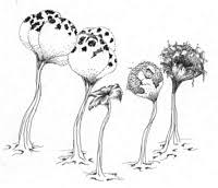 Attēlu rezultāti vaicājumam “Metatrichia floriformis stalked”