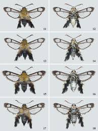 Attēlu rezultāti vaicājumam “Sesiidae”