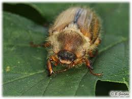 Attēlu rezultāti vaicājumam “Amphimallon solstitiale”