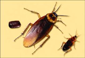 Image result for periplaneta americana