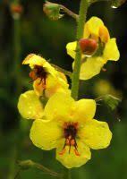Attēlu rezultāti vaicājumam “Verbascum blattaria leaf”