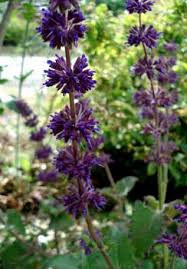 Attēlu rezultāti vaicājumam “Salvia verticillata”