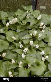 Attēlu rezultāti vaicājumam “Maianthemum bifolium”