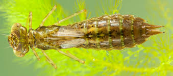 Attēlu rezultāti vaicājumam “Aeshna mixta female”