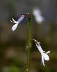 Attēlu rezultāti vaicājumam “Lobelia dortmanna flower”