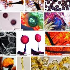 Attēlu rezultāti vaicājumam “Colloderma sp.”
